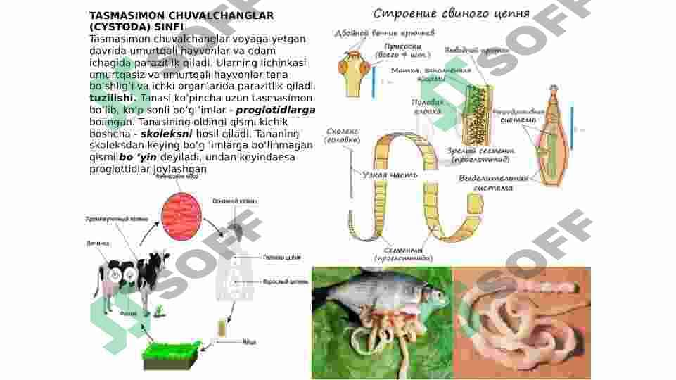 TASMASIMON CHUVALCHANGLAR (CYSTODA) SINFI 2