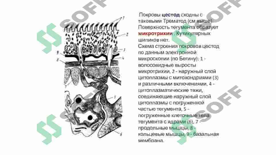 TASMASIMON CHUVALCHANGLAR (CYSTODA) SINFI 3