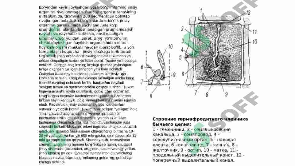 TASMASIMON CHUVALCHANGLAR (CYSTODA) SINFI 5