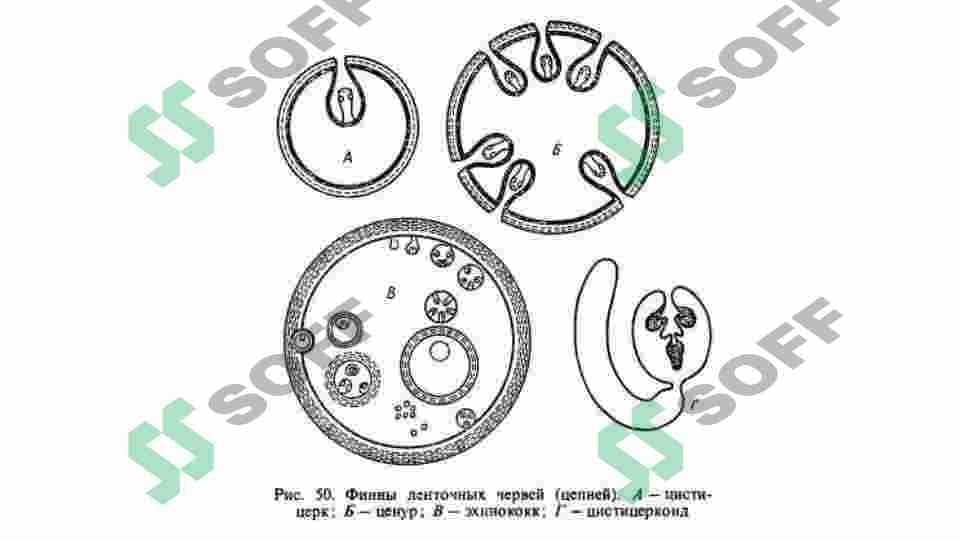 TASMASIMON CHUVALCHANGLAR (CYSTODA) SINFI 7