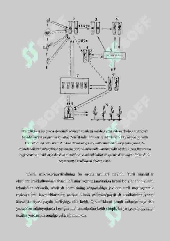 Anorni ko'paytirishda biotexnologiyaning roli 4