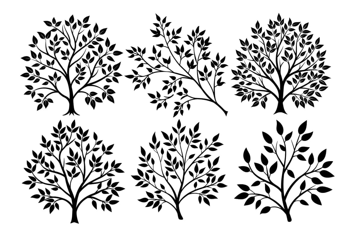 6 ta qora, oq daraxt shoxlari vektorli rasmlar to'plami naturethemed | Set 6 black white tree branch vector illustrations naturethemed 1