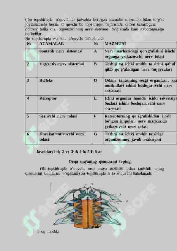 Bosh  miyaning  tuzilishi 3