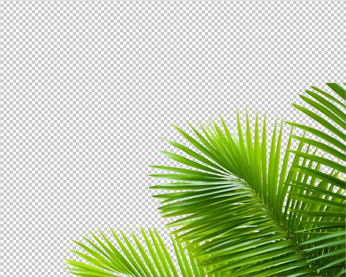 Izolyatsiya qilingan tropik o'simlik kokos palmasi shaffof fon | Isolated tropical plant coconut palm transparent background 1