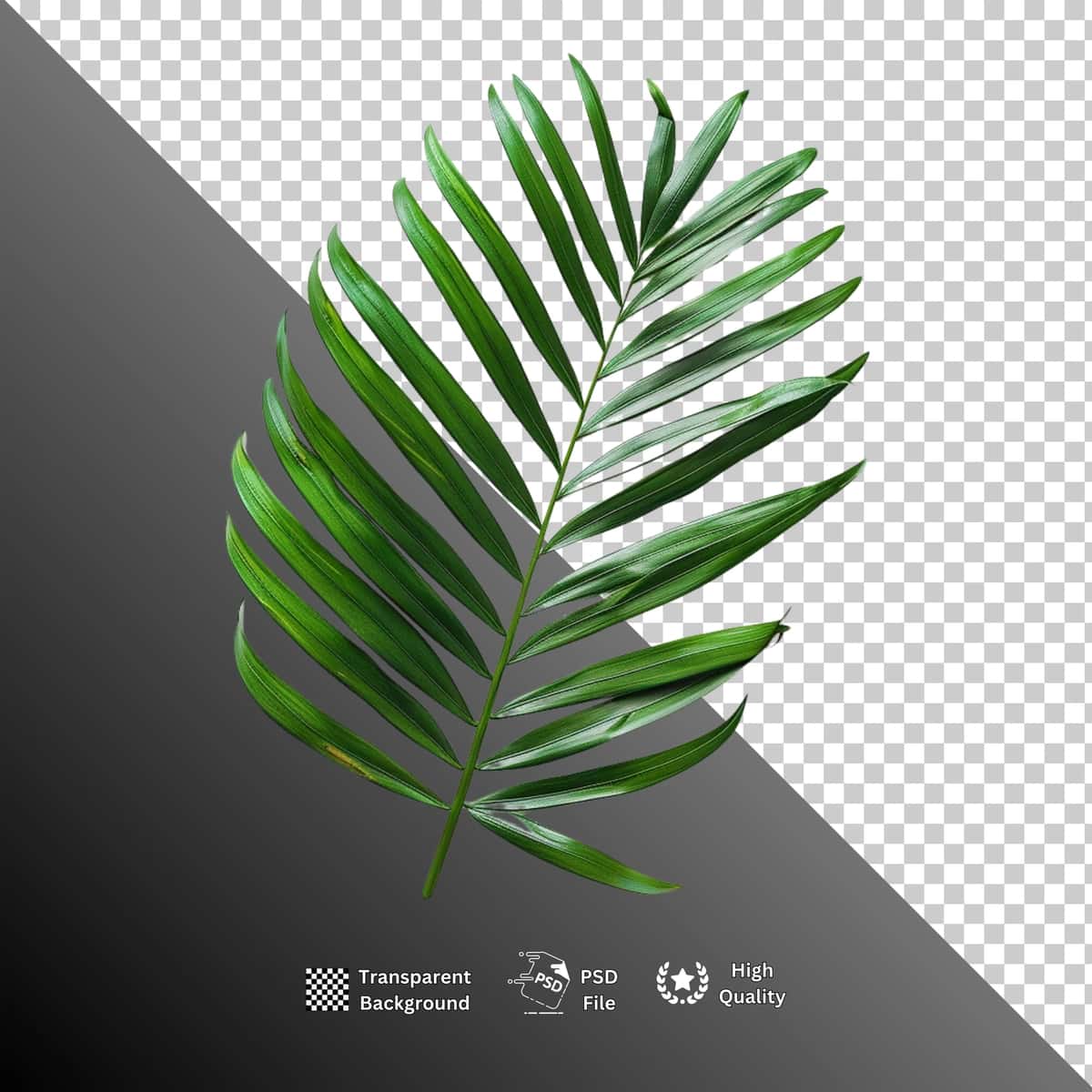 Barglar izolyatsiya qilingan shaffof fon | Leaf isolated transparent background 1