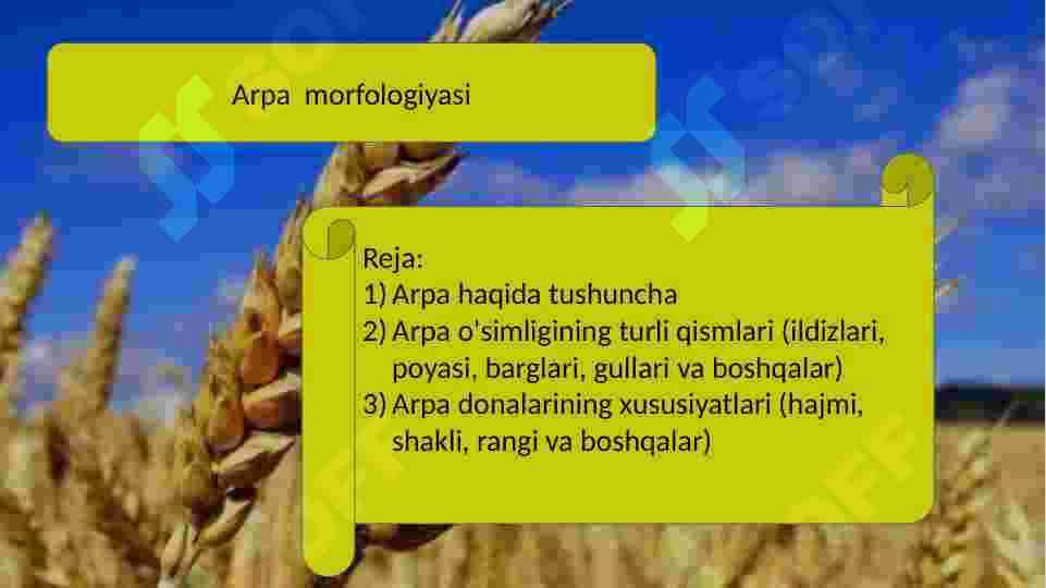 Arpa marfalogyasi 2