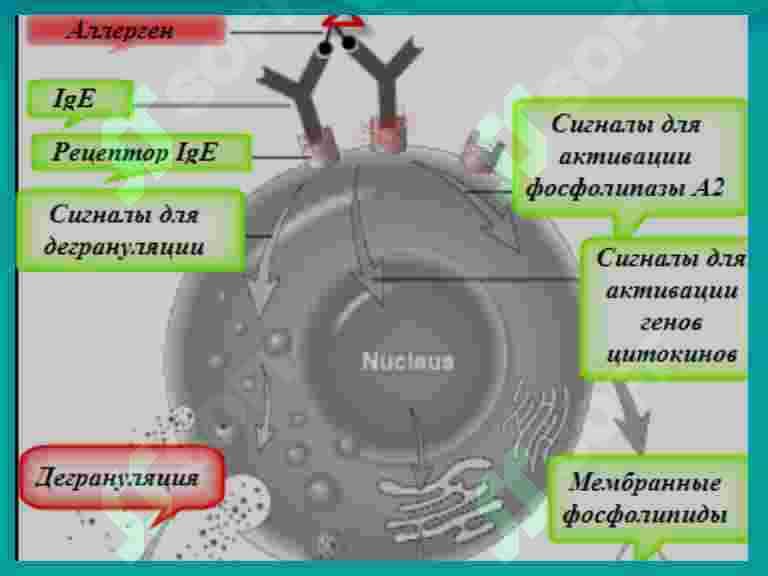 Anafilaktik shok 6