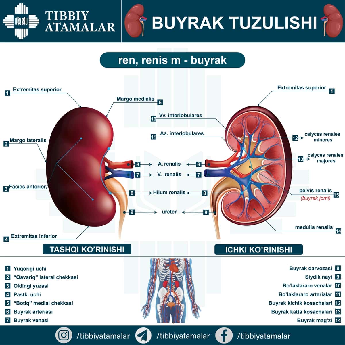 Insun buyragi anatomiyasi haqida infografik poster. Ren, Renis 1