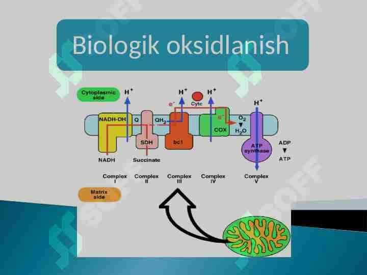 Biologik oksidlanish 1