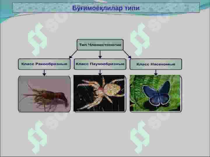 Bo‘g‘imoyoqlilar   (Artuhropoda) tipi 4