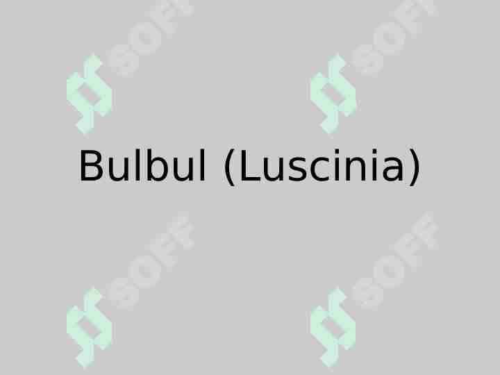 Bulbul 1