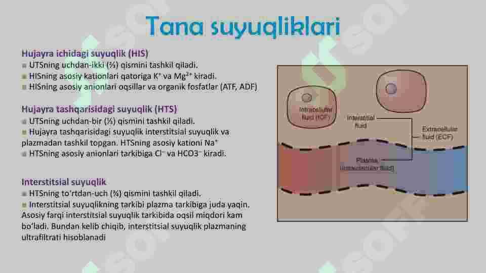 Nefron fiziologiyasi 2