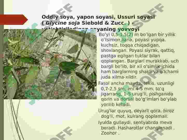 Donli dukkaklilar 3