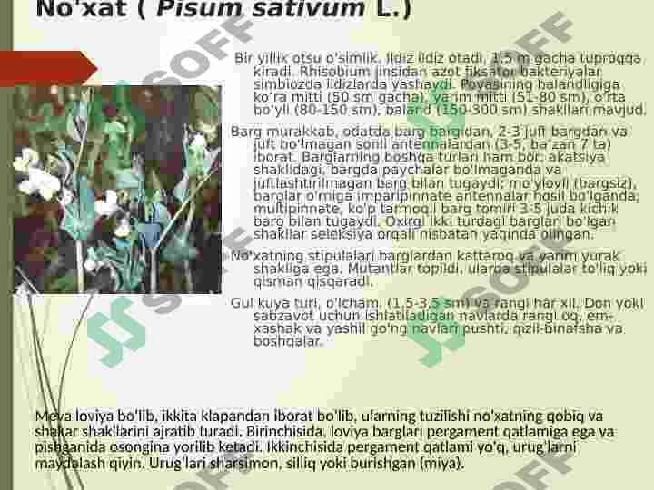 Donli dukkaklilar 5