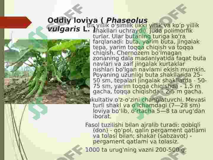 Donli dukkaklilar 7