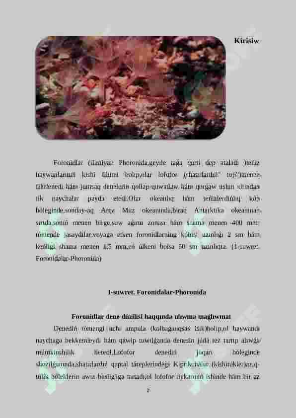 Foronidalar-Phoronida 2