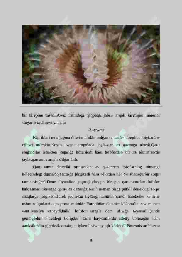 Foronidalar-Phoronida 3
