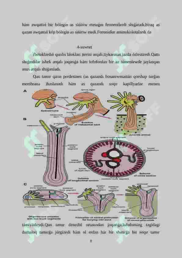 Foronidalar-Phoronida 8