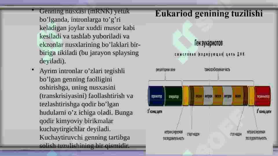 ekzon va intronlar 3