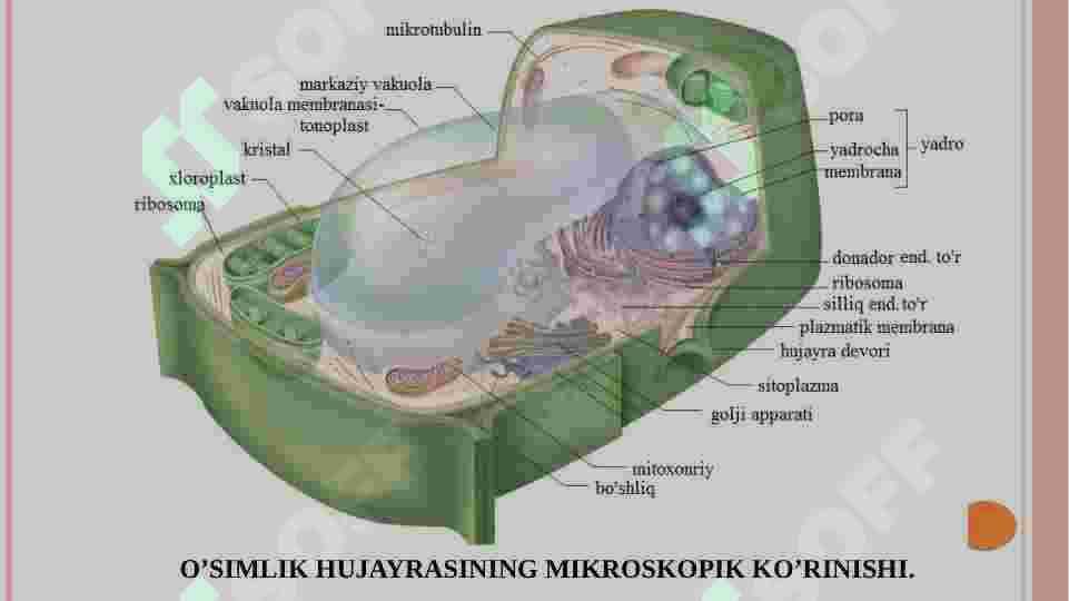 O’simlik hujayrasining tuzilishi 3