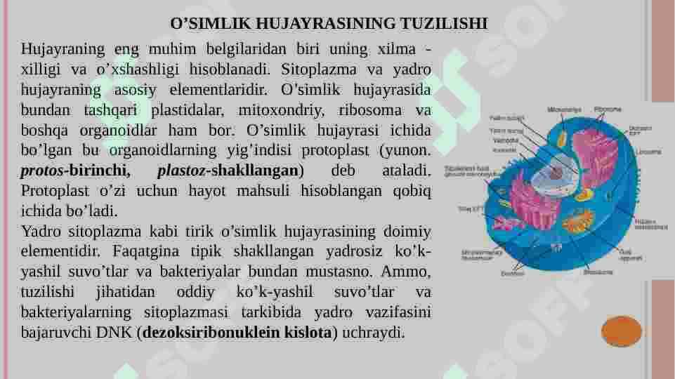 O’simlik hujayrasining tuzilishi 4
