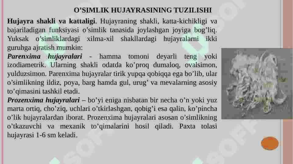 O’simlik hujayrasining tuzilishi 6