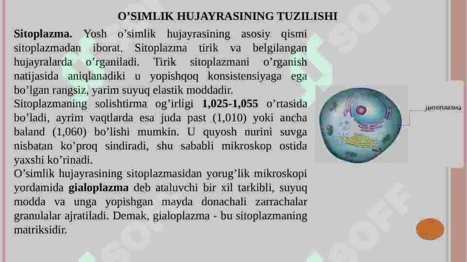 O’simlik hujayrasining tuzilishi 7