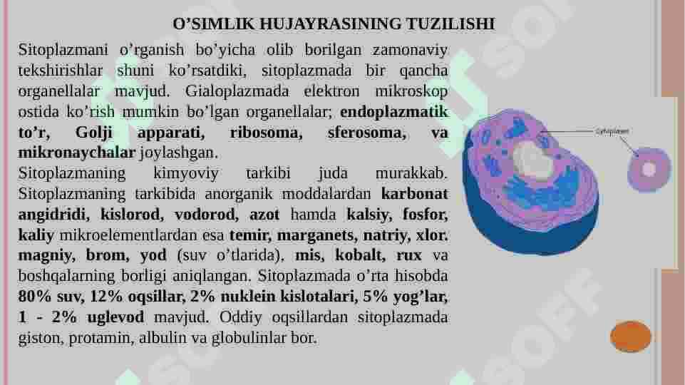 O’simlik hujayrasining tuzilishi 8