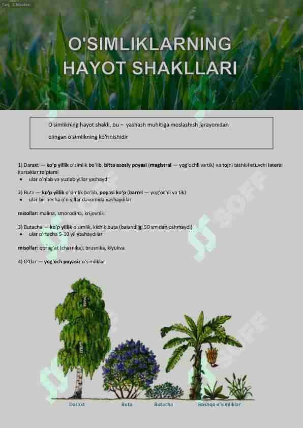 O'SIMLIKLAR-2. O'SIMLIKLARNING HAYOT SHAKLLARI. Turlar 1