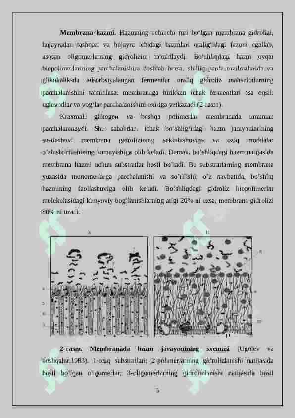 Hazm tizimi filogenezi va buzilishlari 5