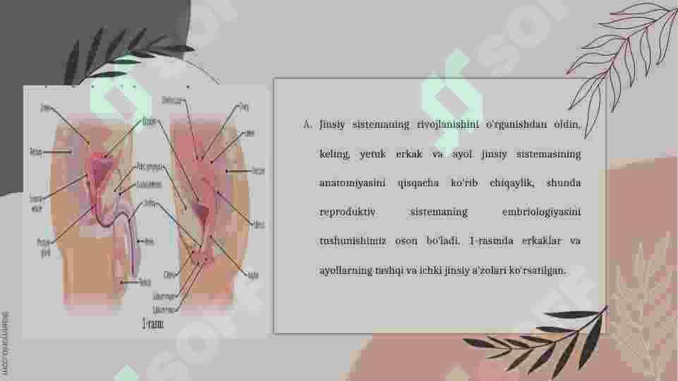 jins farqlanishi 2