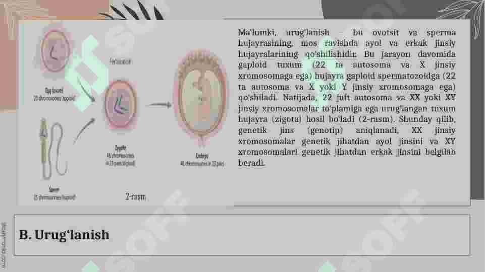 jins farqlanishi 3