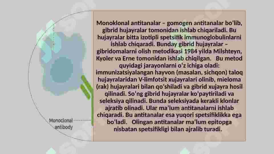 Monoklonal  antitelalar olish 3