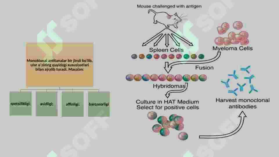Monoklonal  antitelalar olish 4