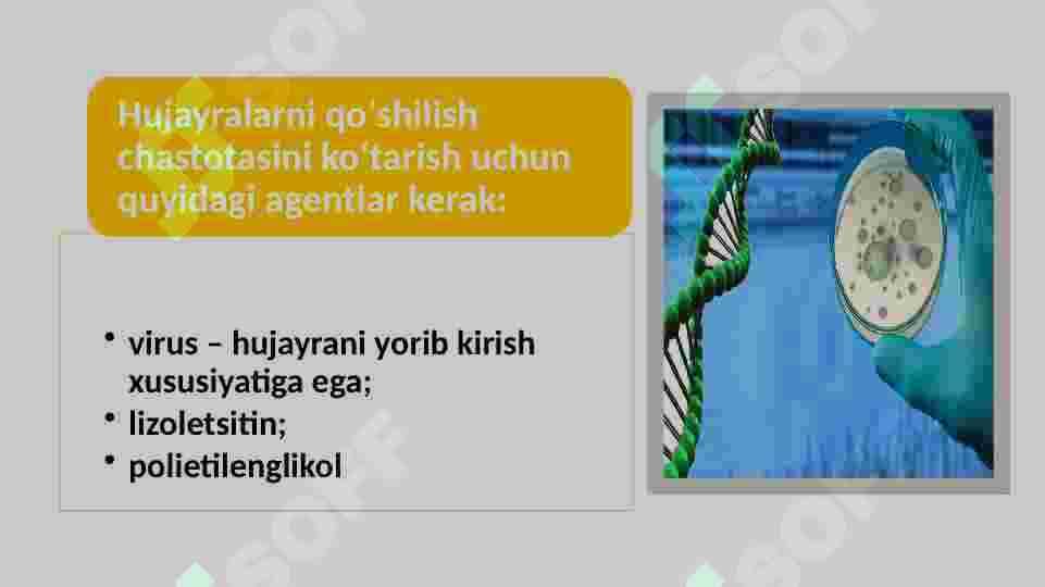 Monoklonal  antitelalar olish 6