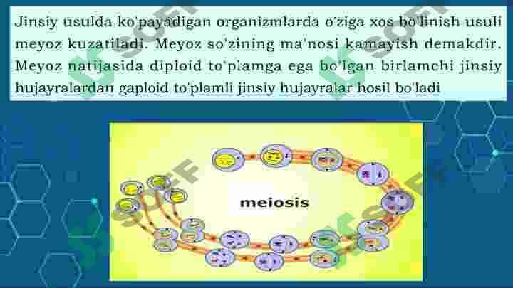 Meyozning biologik ahamiyati 4