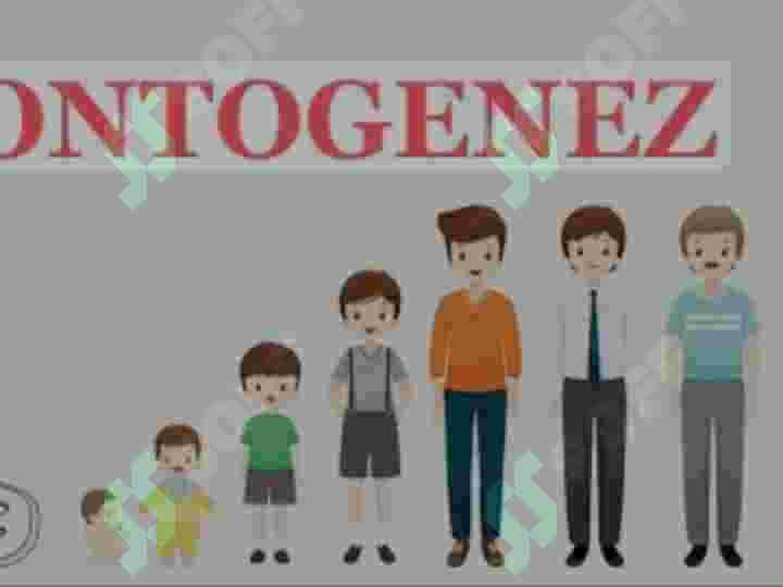 Ontogenez va Filogenez haqida ma'lumot 4