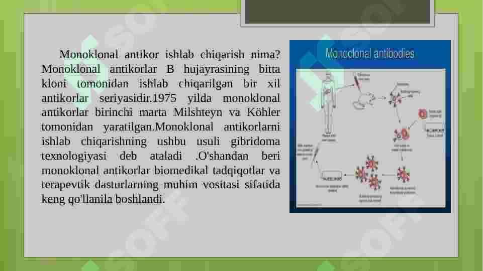 MONOKLONAL ANTITELOLAR OLISH 3