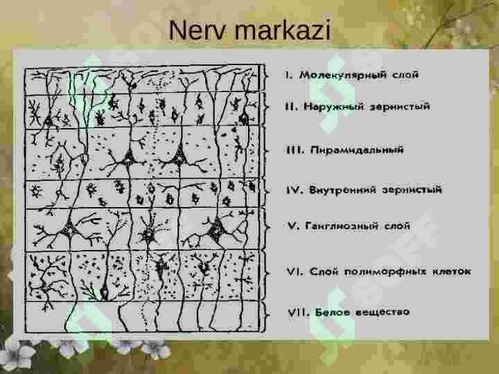 NERV SISTEMASI 2