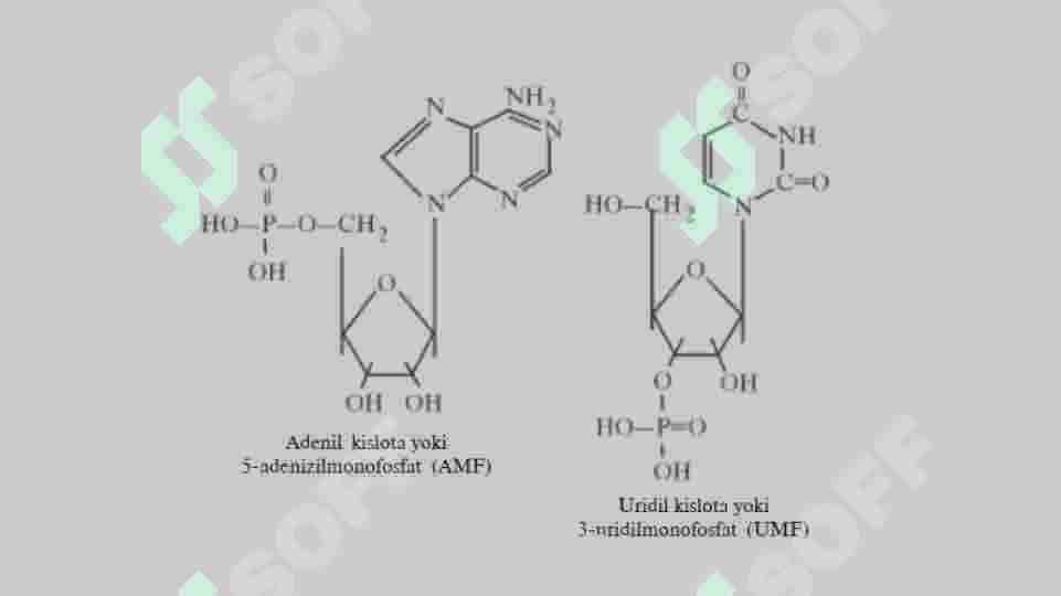 Nuklein kislotalar 8