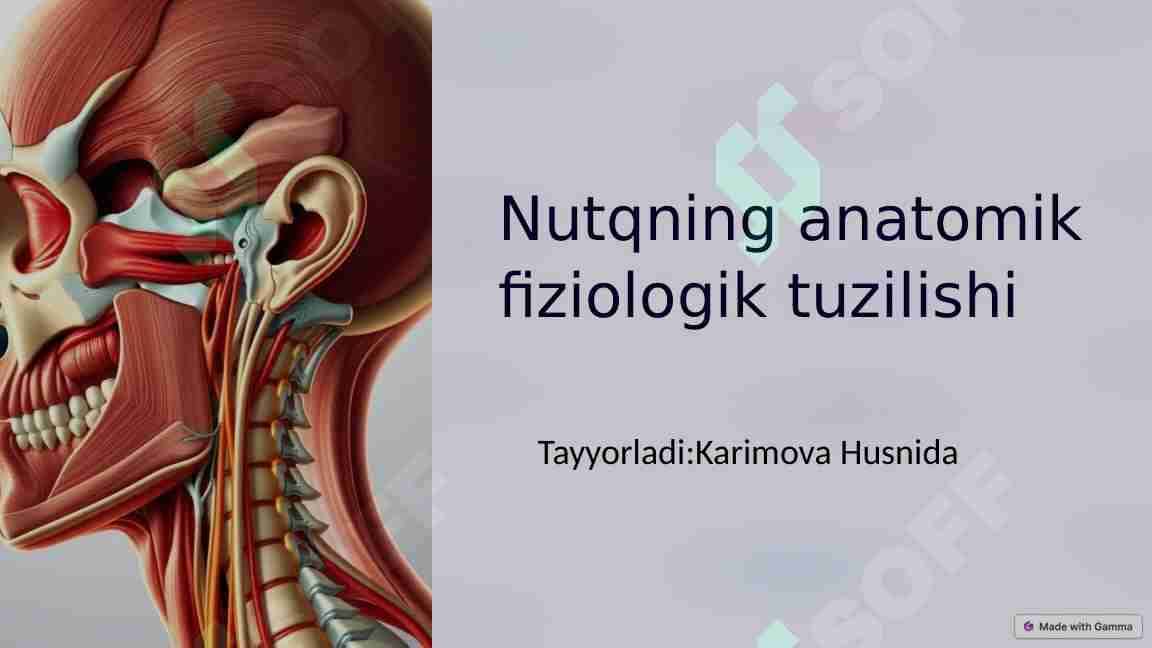 Nutqning anatomik fiziologik tuzilishi