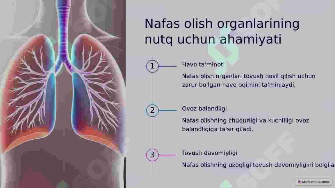 Nutqning anatomik fiziologik tuzilishi 3