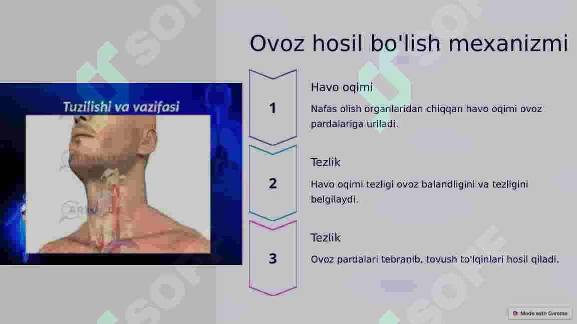 Nutqning anatomik fiziologik tuzilishi 4