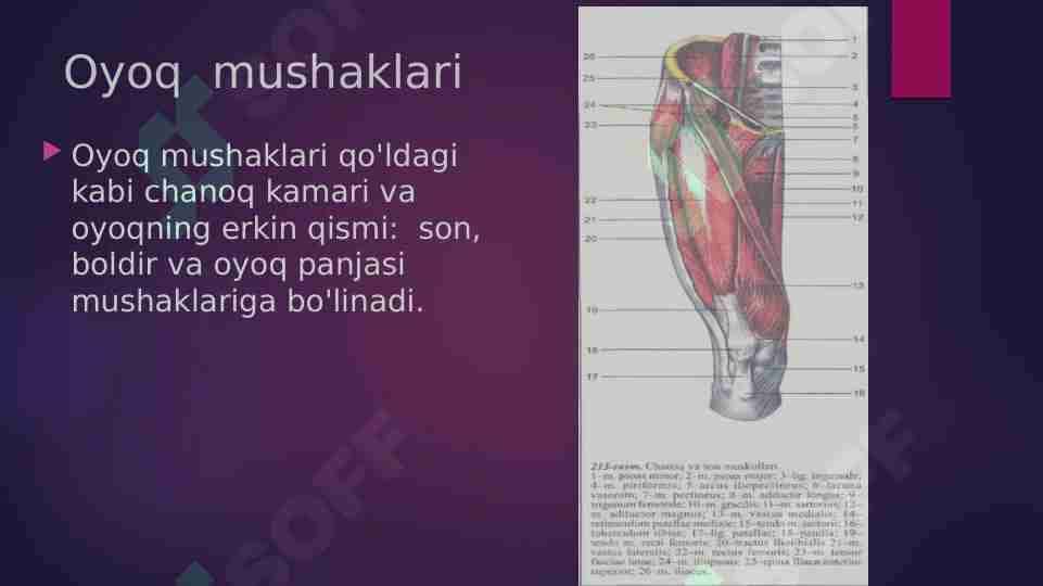 Oyoq  mushaklari 1