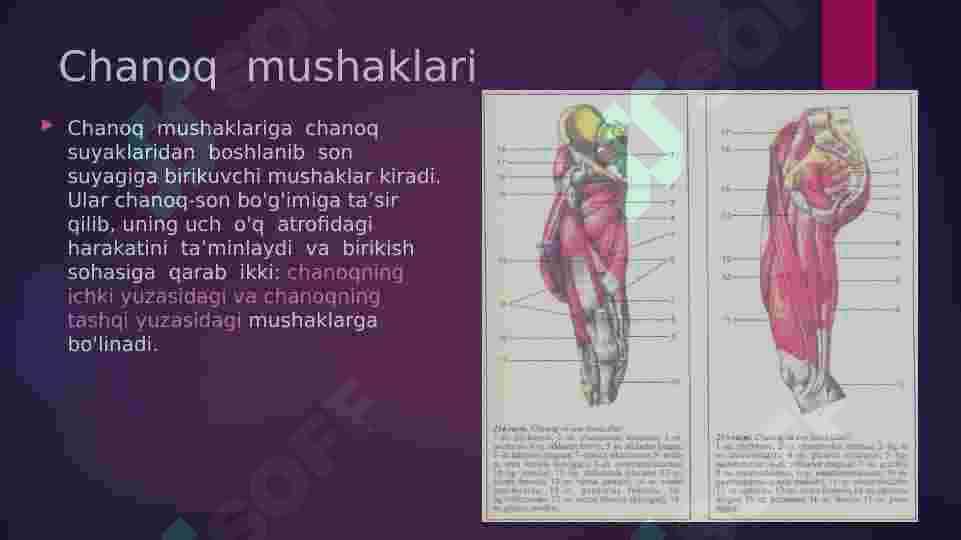 Oyoq  mushaklari 2