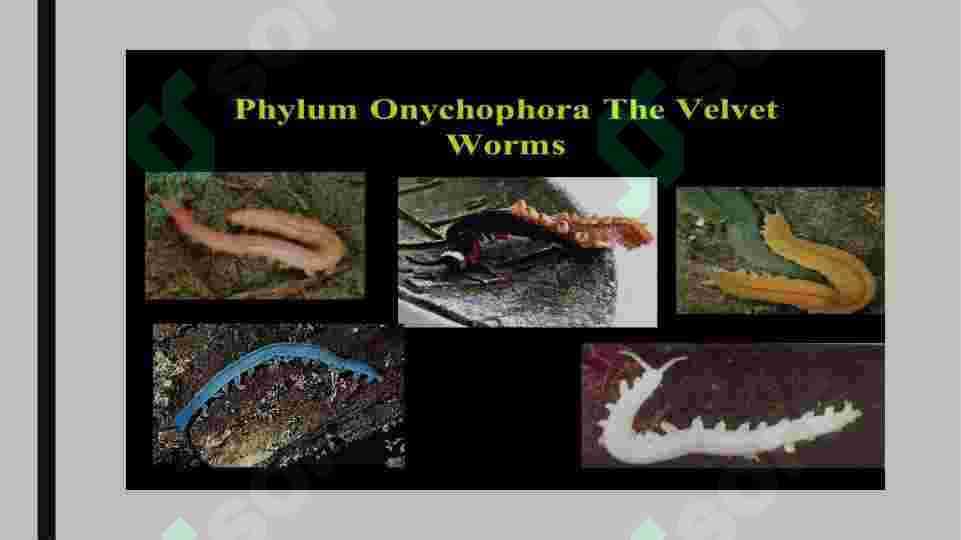 Onychophora va Tardigrada tiplari 2
