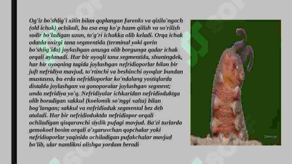 Onychophora va Tardigrada tiplari 8