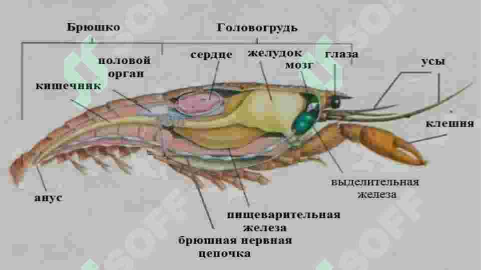 QISQICHBAQASIMONLAR 8