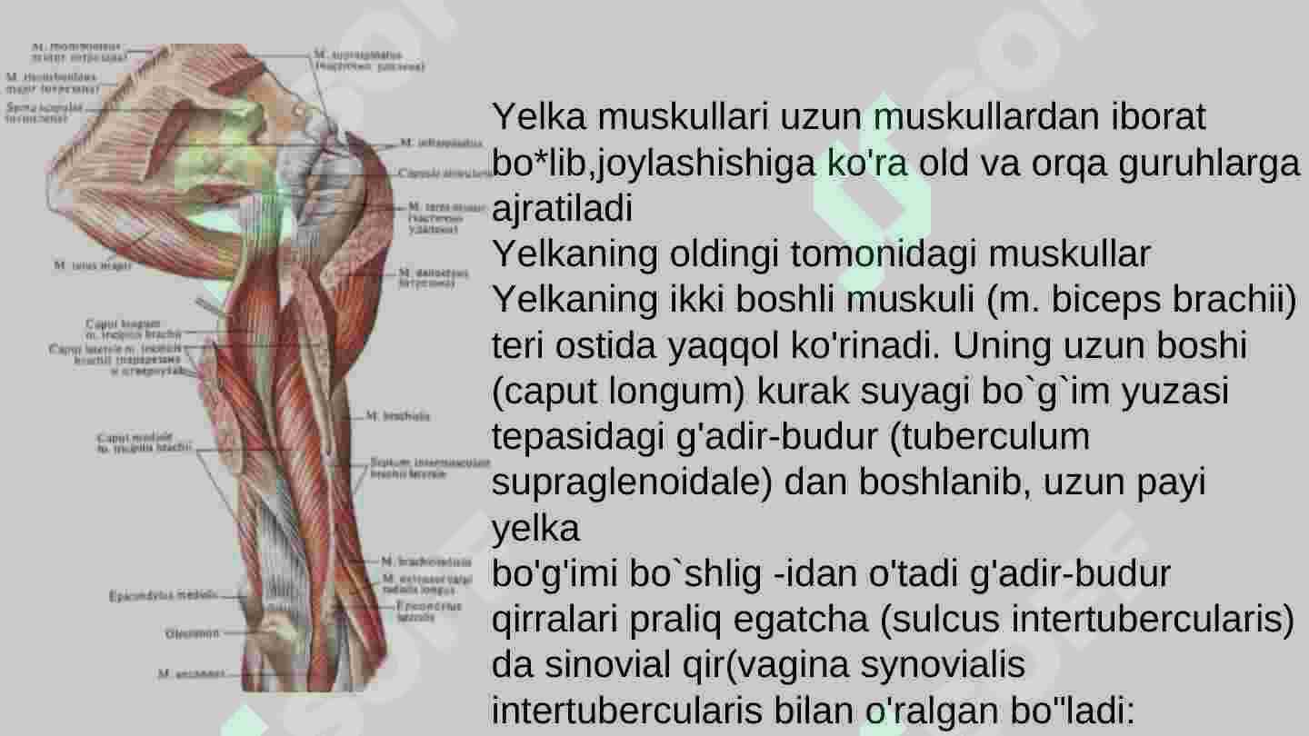 Qo‘l muskullari 4