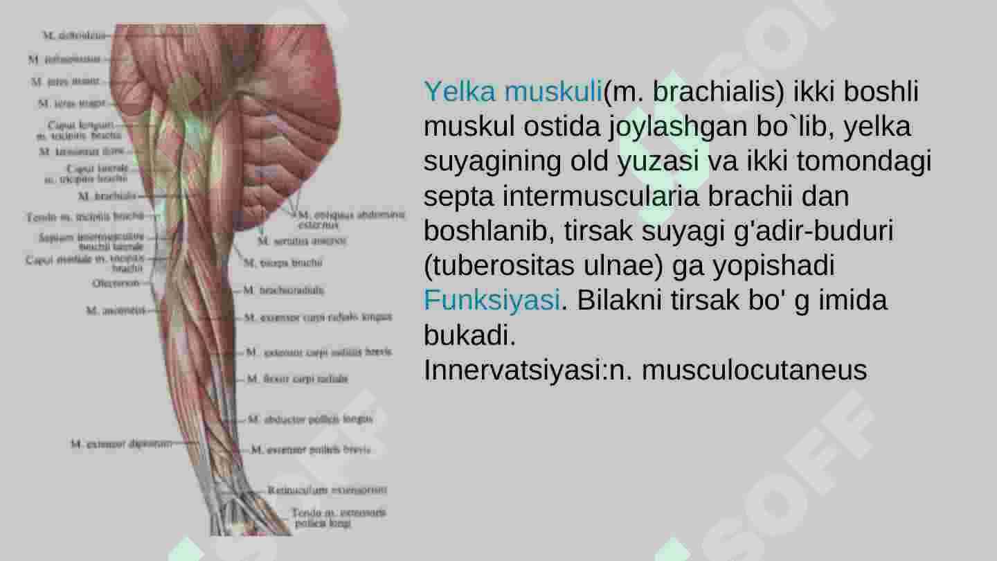 Qo‘l muskullari 6
